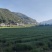 香葱