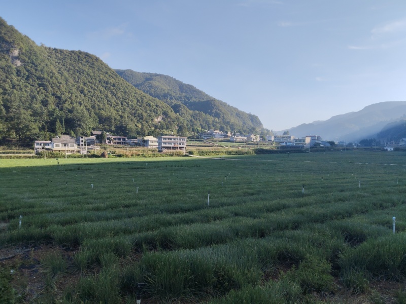 香葱