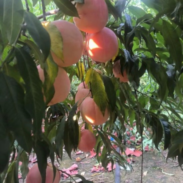 咏莲水蜜桃
