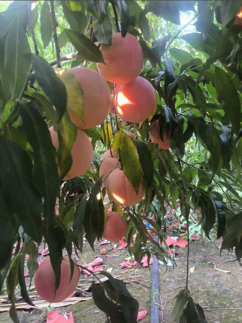 咏莲水蜜桃