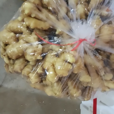 生姜批发