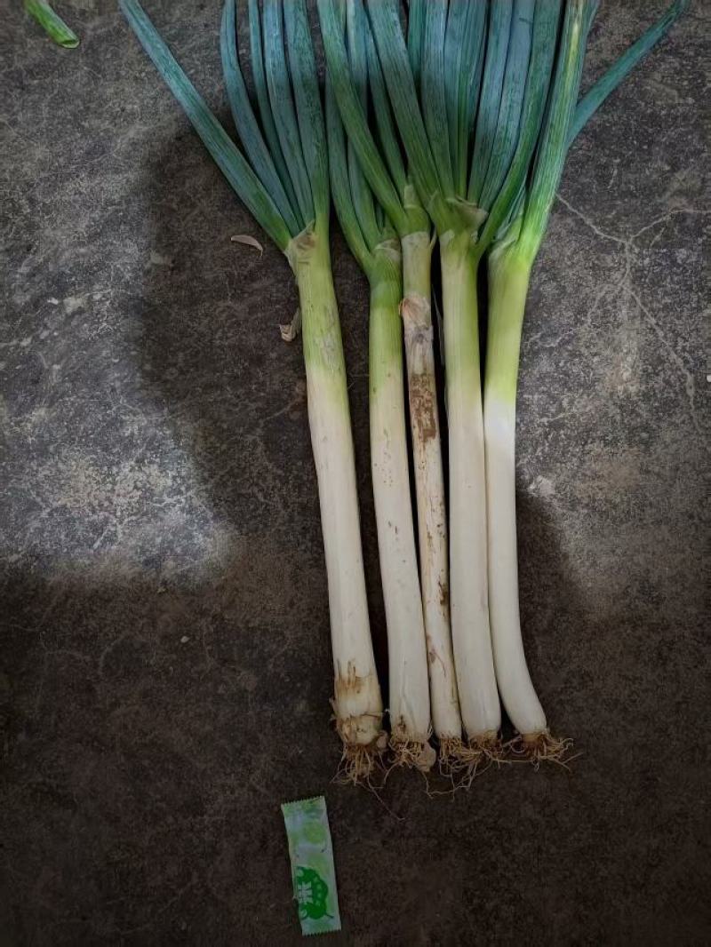 铁杆大葱