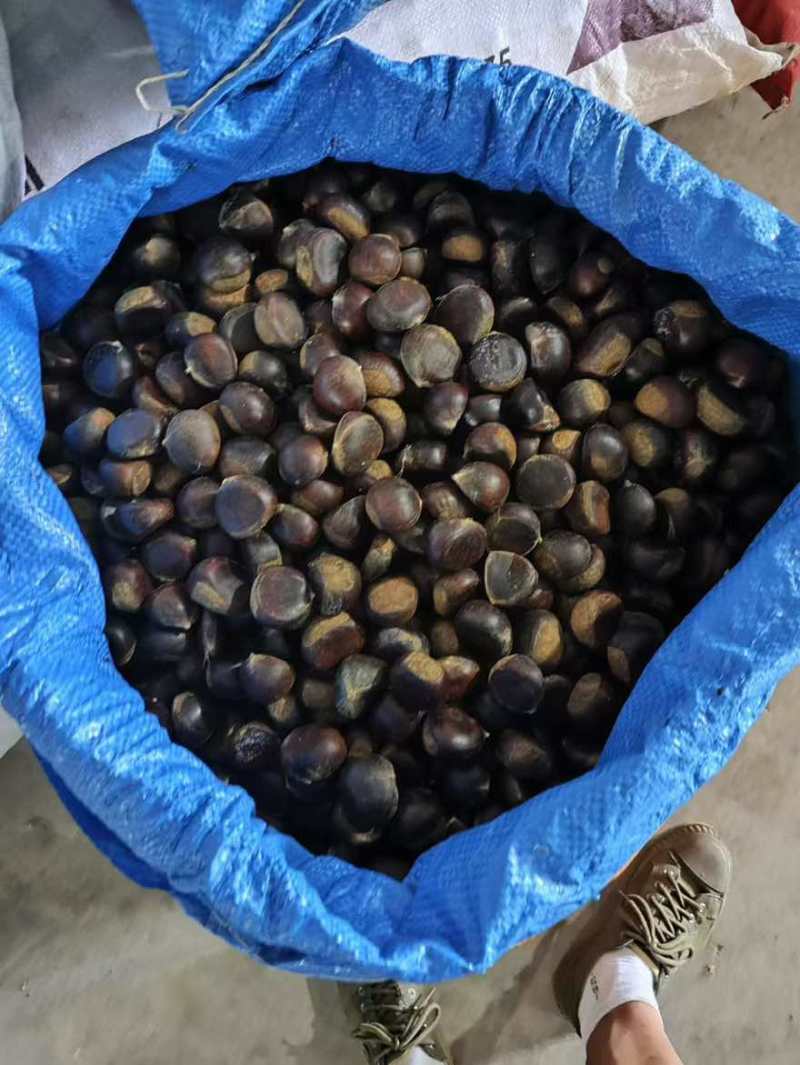 云南油板栗电商市场货都有新货