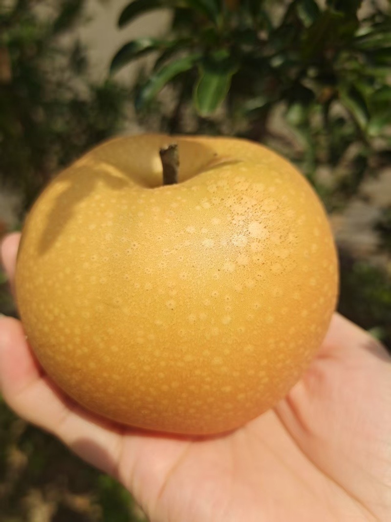 山东秋月梨