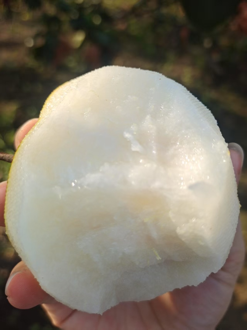 山东秋月梨