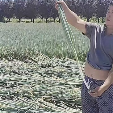 陕西大葱1000亩