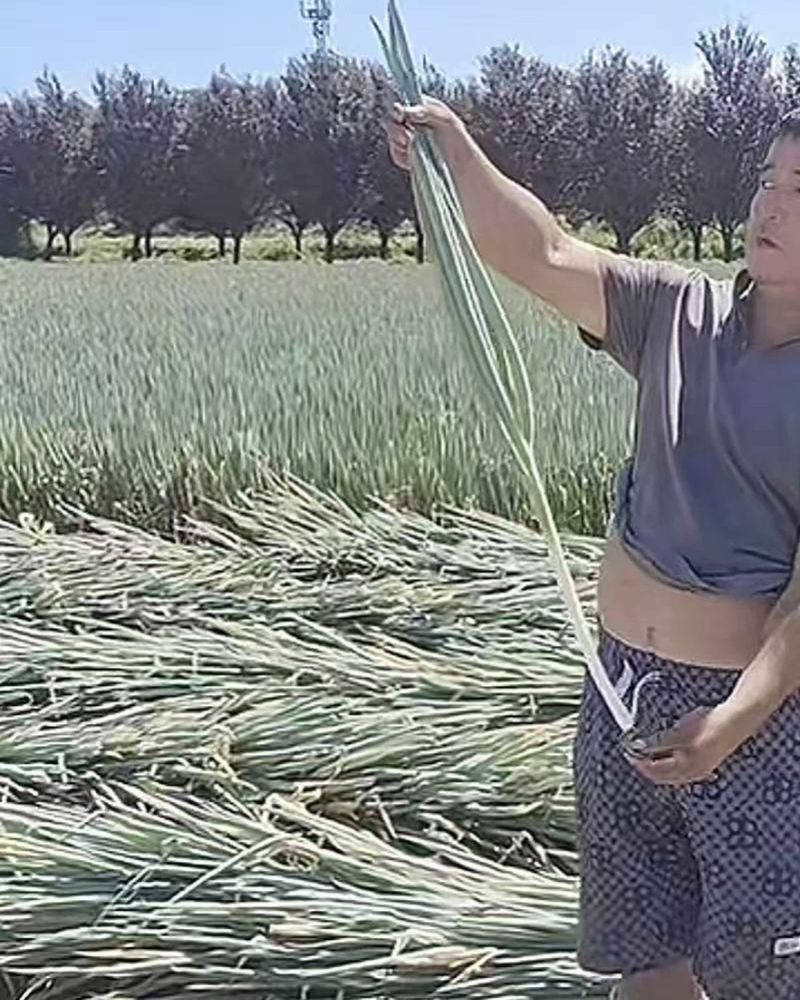 陕西大葱1000亩