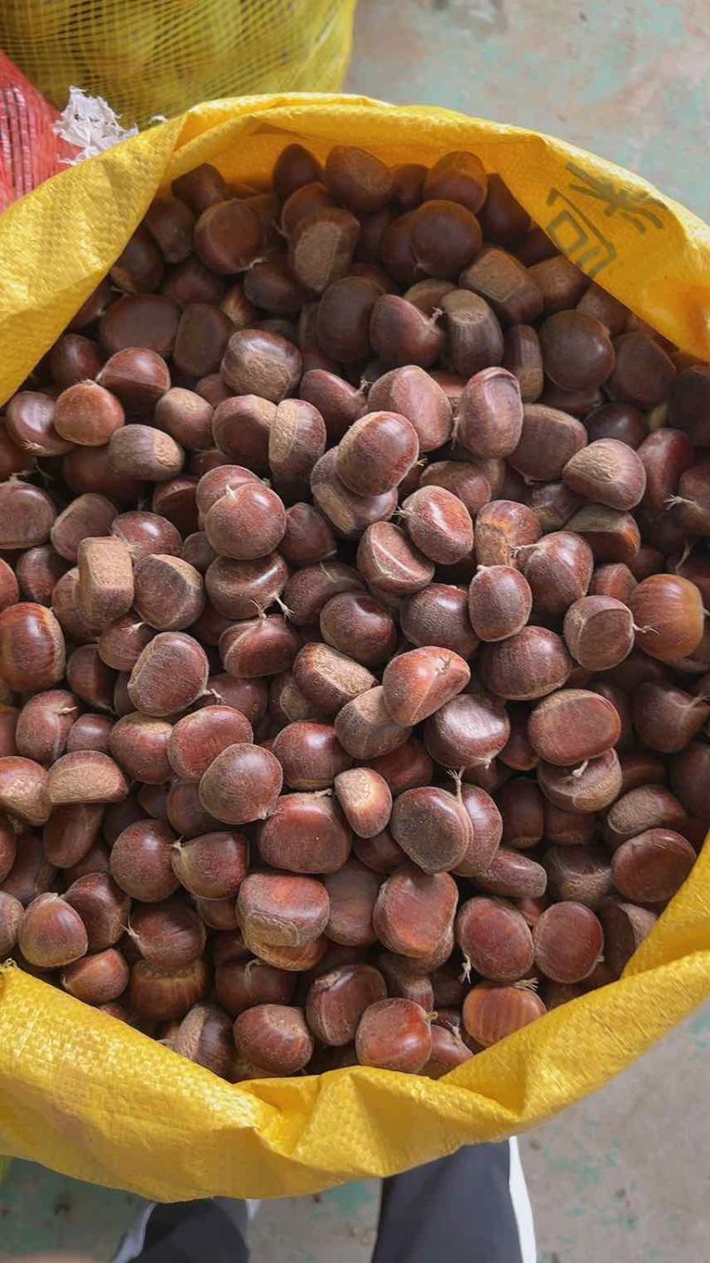 板栗🌰一5832一一333七