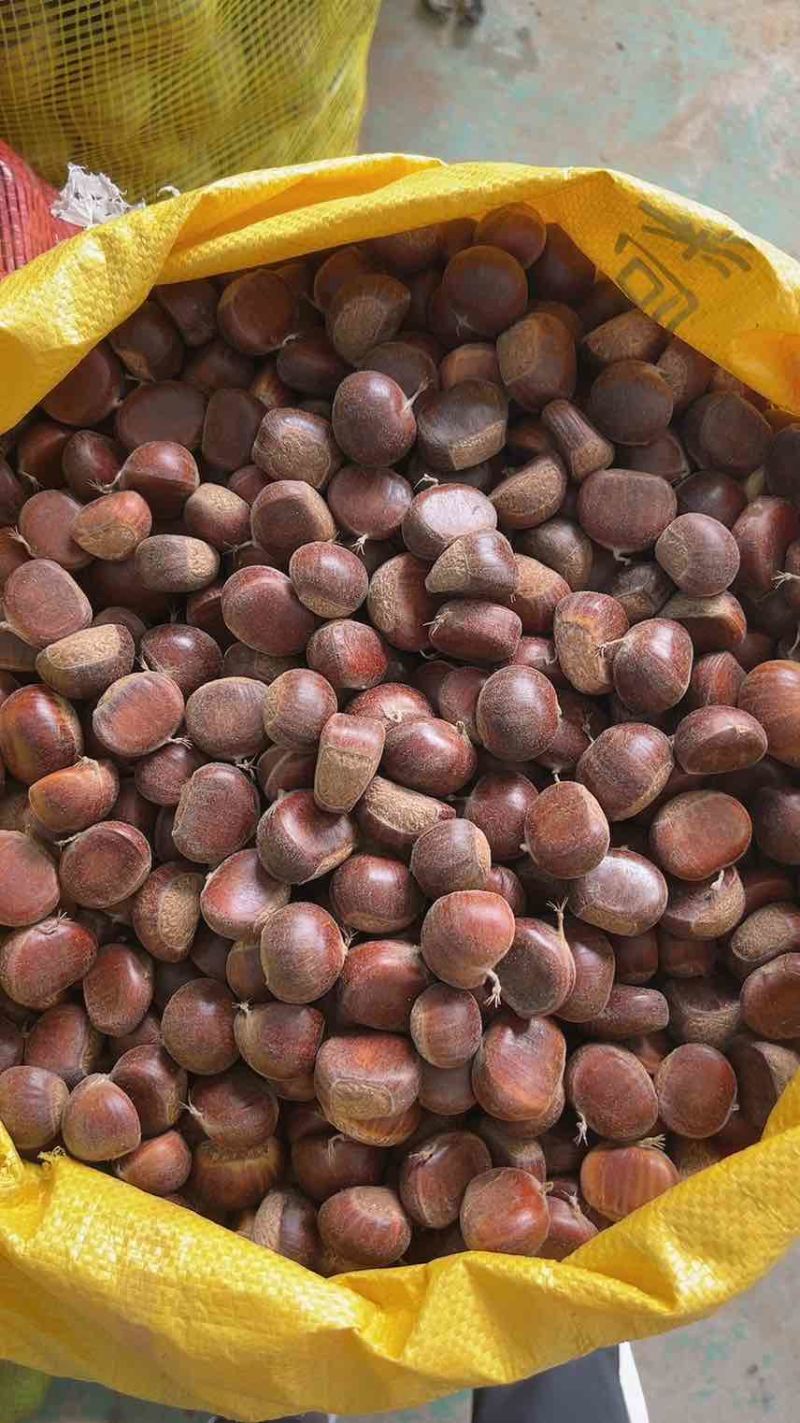 板栗🌰一5832一一333七