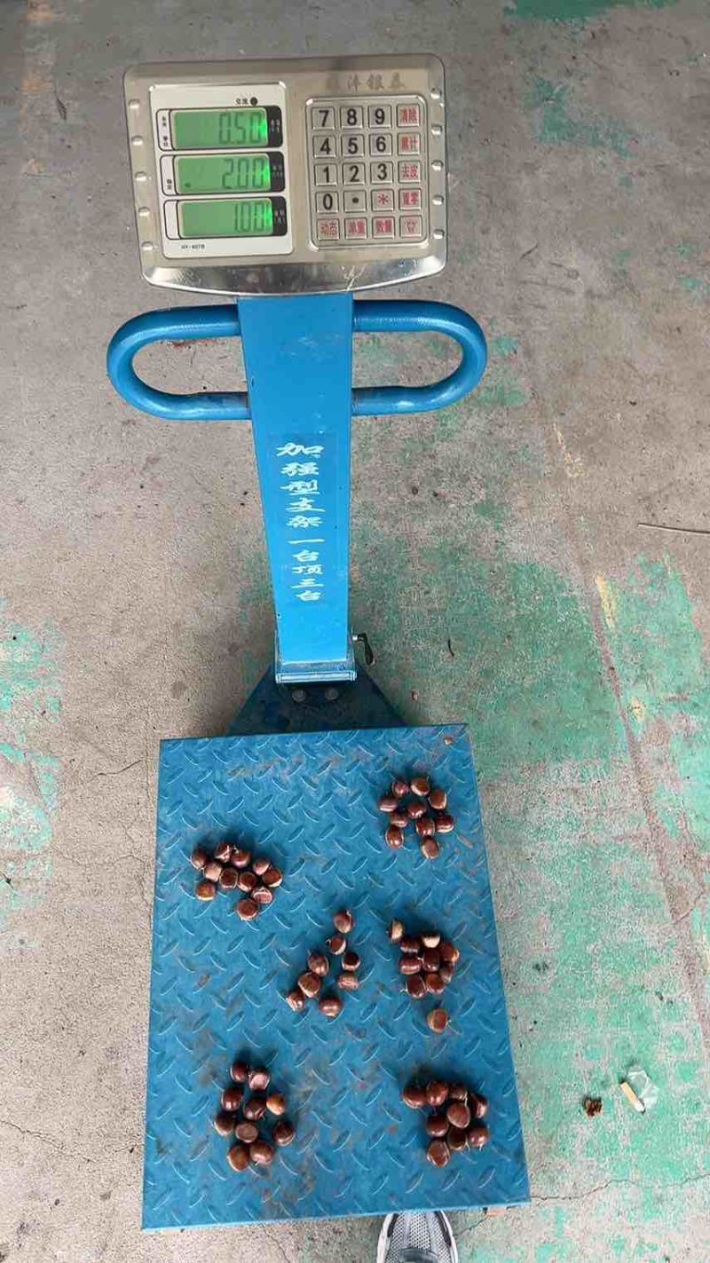 板栗🌰一5832一一333七