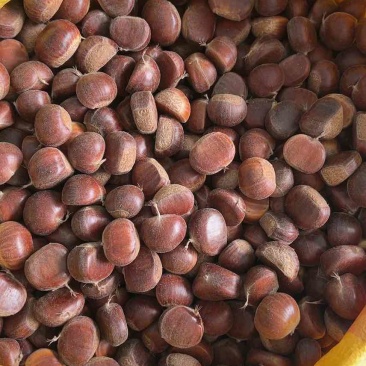 板栗🌰一5832一一333七