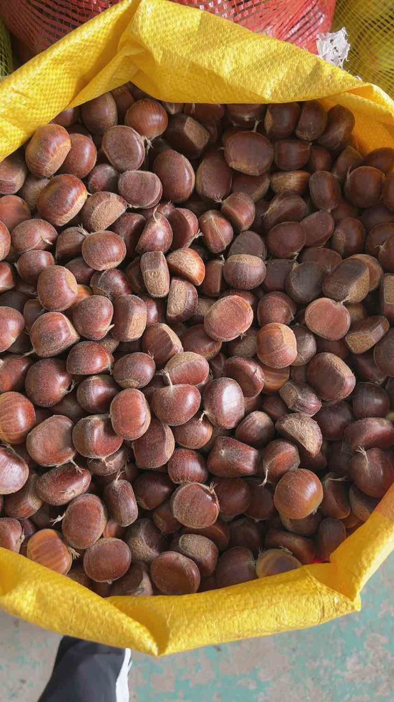 板栗🌰一5832一一333七