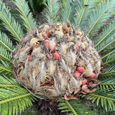 铁树果