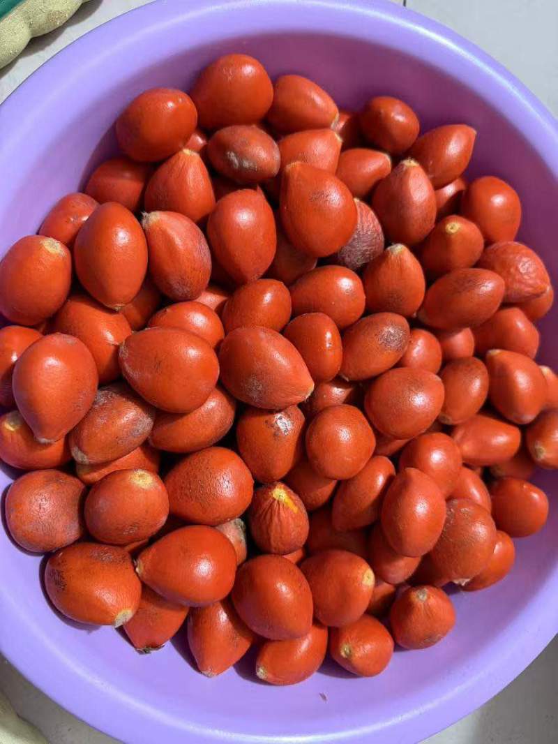 铁树果