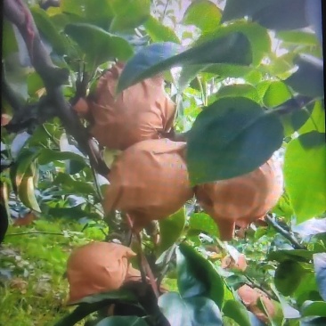 莱阳秋月梨