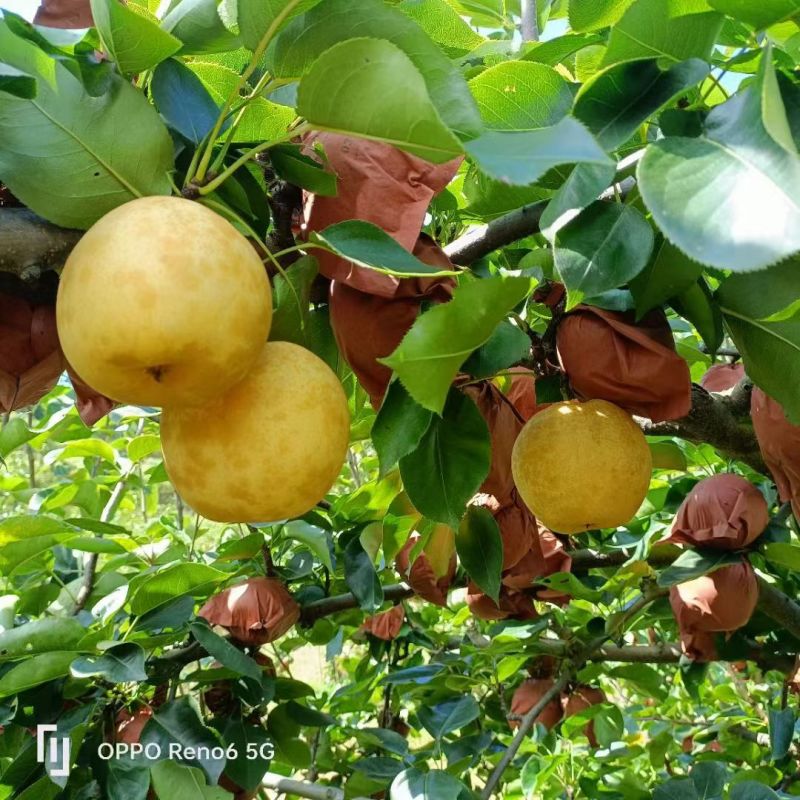 黄金蜜梨基地