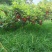 黄金蜜梨基地