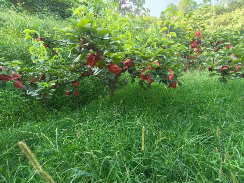 黄金蜜梨基地