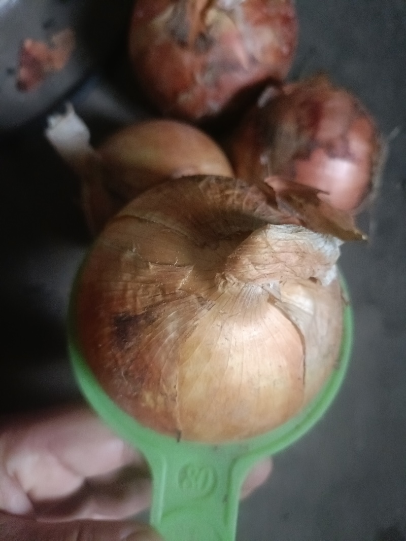 黄圆葱