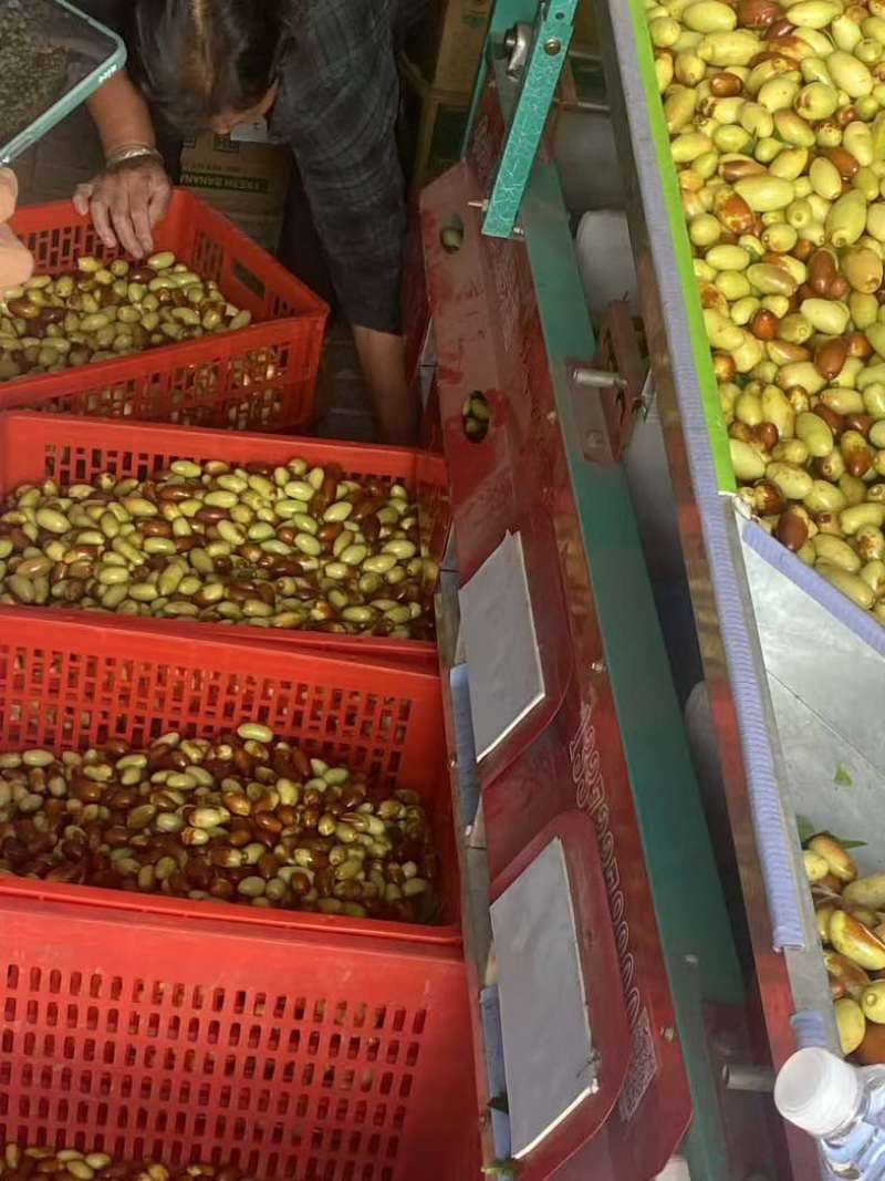 纯山地马牙枣