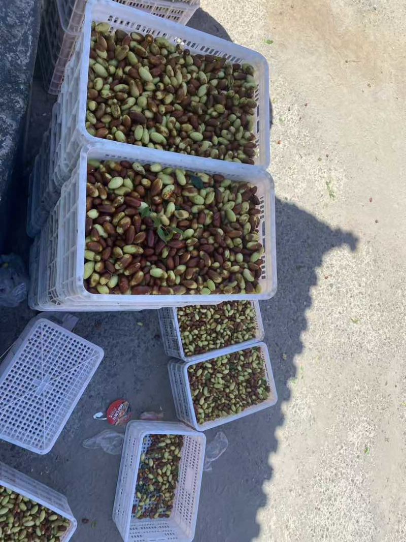 纯山地马牙枣