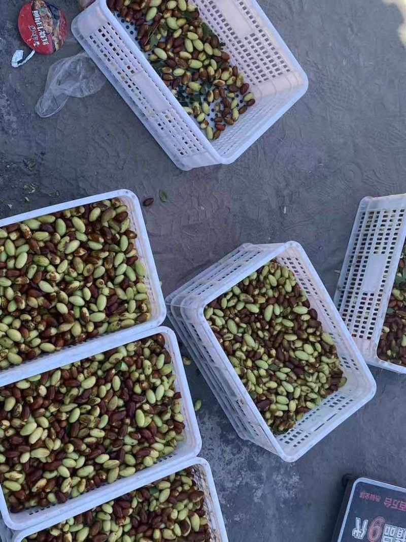 纯山地马牙枣