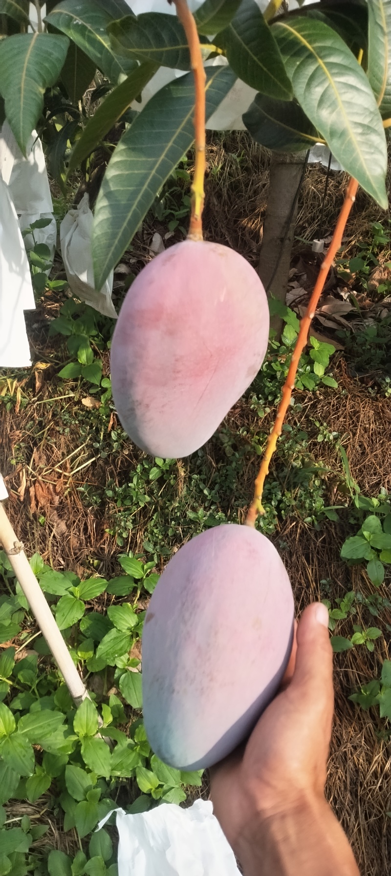 云南丽江市华坪县凯特芒