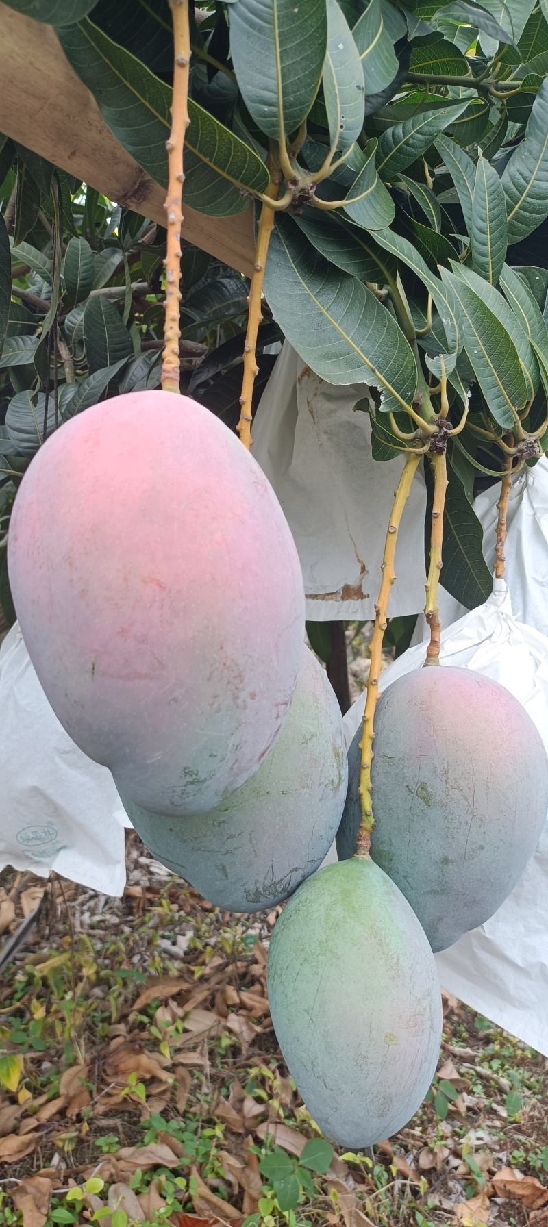 云南丽江市华坪县凯特芒