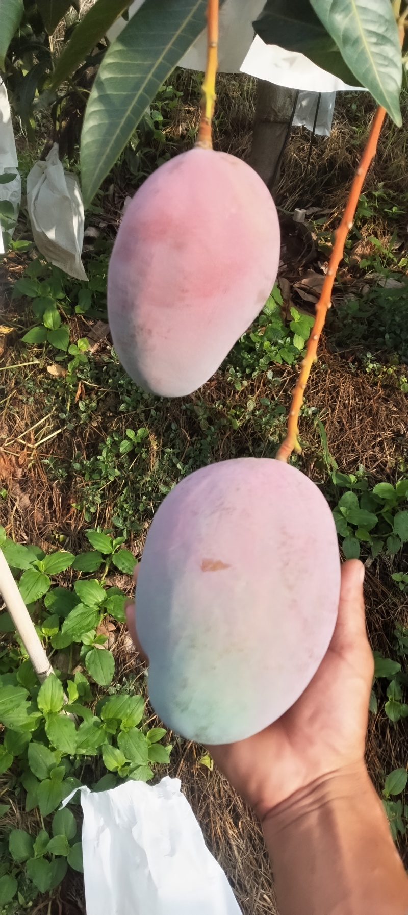 云南丽江市华坪县凯特芒
