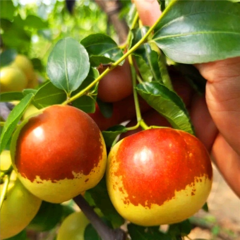 大荔冬枣