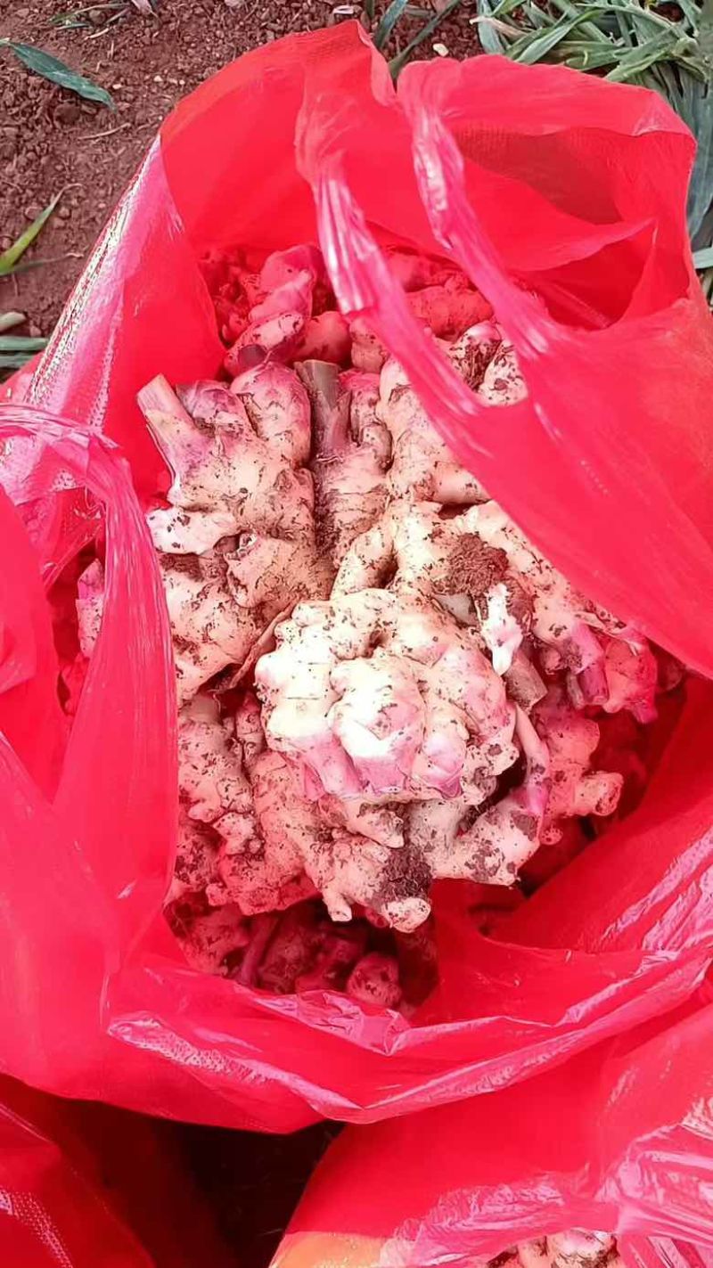 现货现挖。云南小黄姜