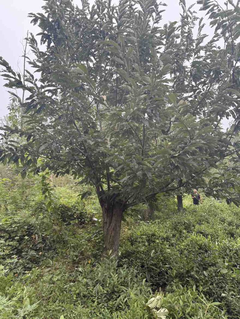 新鲜板栗生板栗