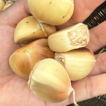 新鲜板栗生板栗