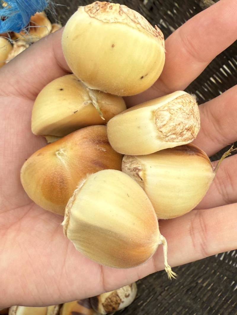 新鲜板栗生板栗