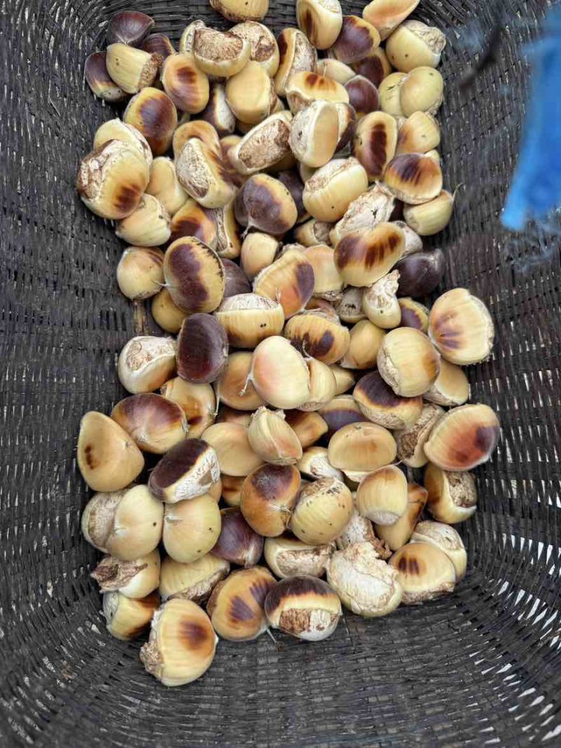 新鲜板栗生板栗