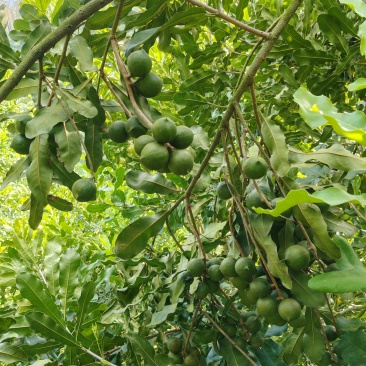 夏威夷果