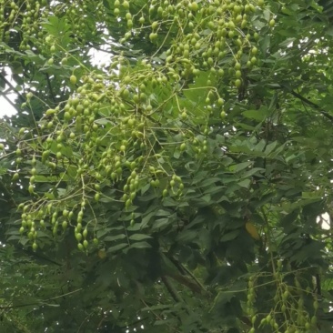 槐树的槐米