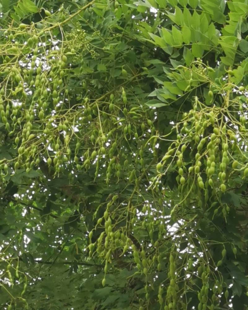 槐树的槐米
