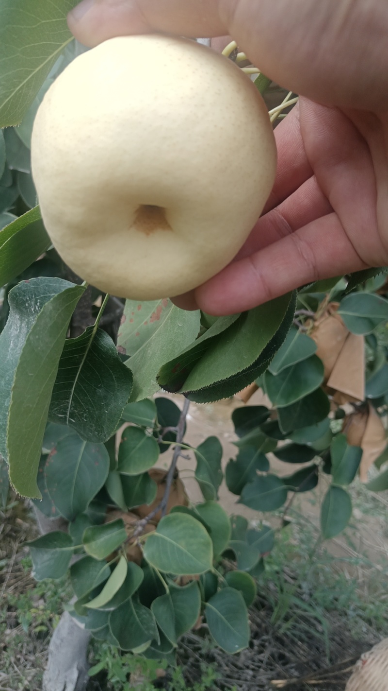 贡梨大量有好货需要的来