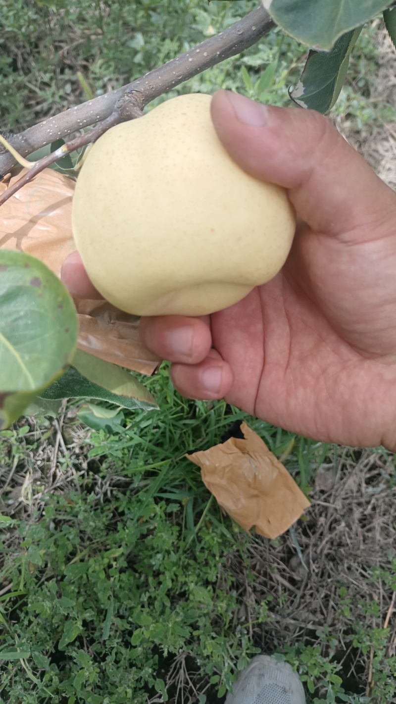 贡梨大量有好货需要的来