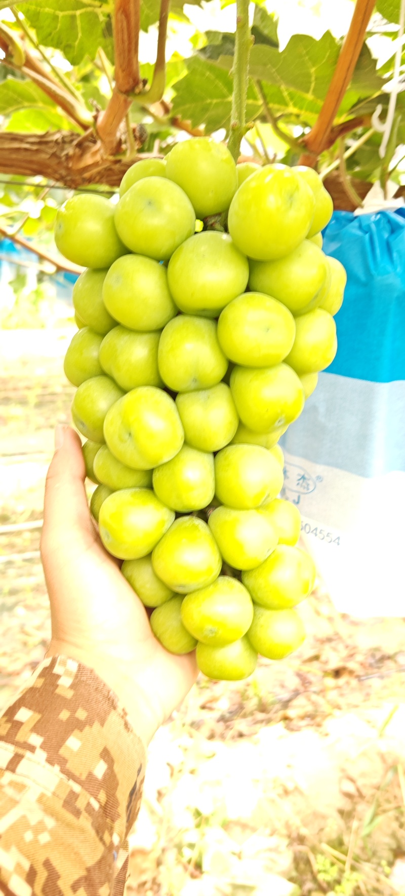 大量阳光玫瑰，一万五千斤左右，要求，铲园3块左右每斤
