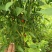 鲜辣椒🌶️