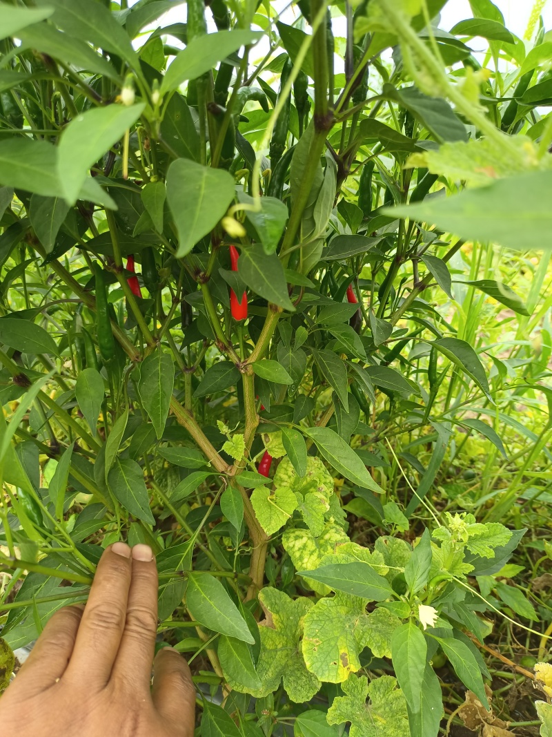 鲜辣椒🌶️