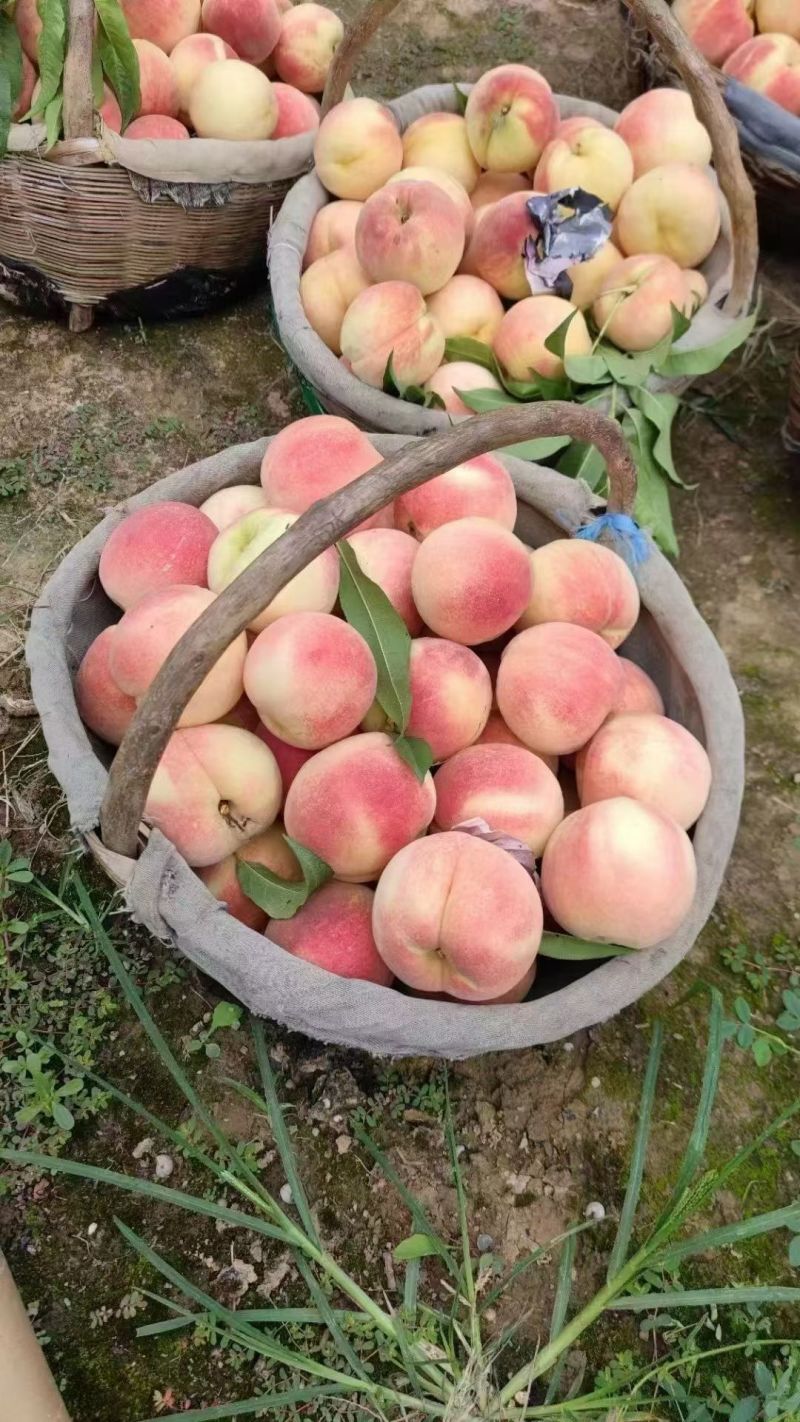 脆甜桃，好吃，耐运输，纸加膜桃，漂亮好看又好吃，1万斤左
