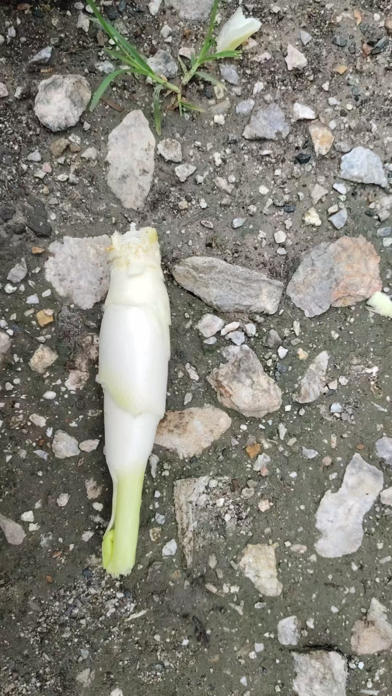 茭白