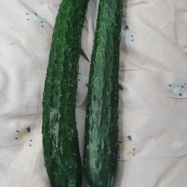 大棚水黄瓜