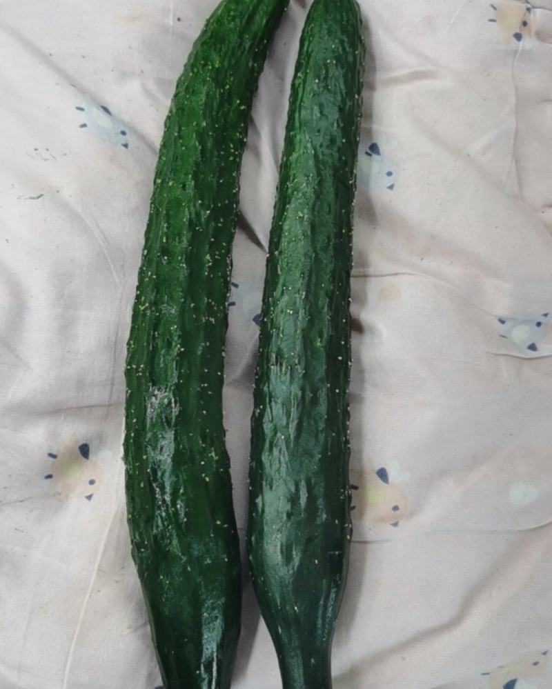 大棚水黄瓜