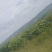 葵花