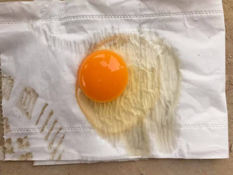 全码粉壳鸡蛋