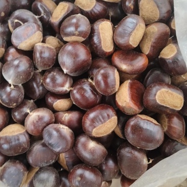 板栗油栗
